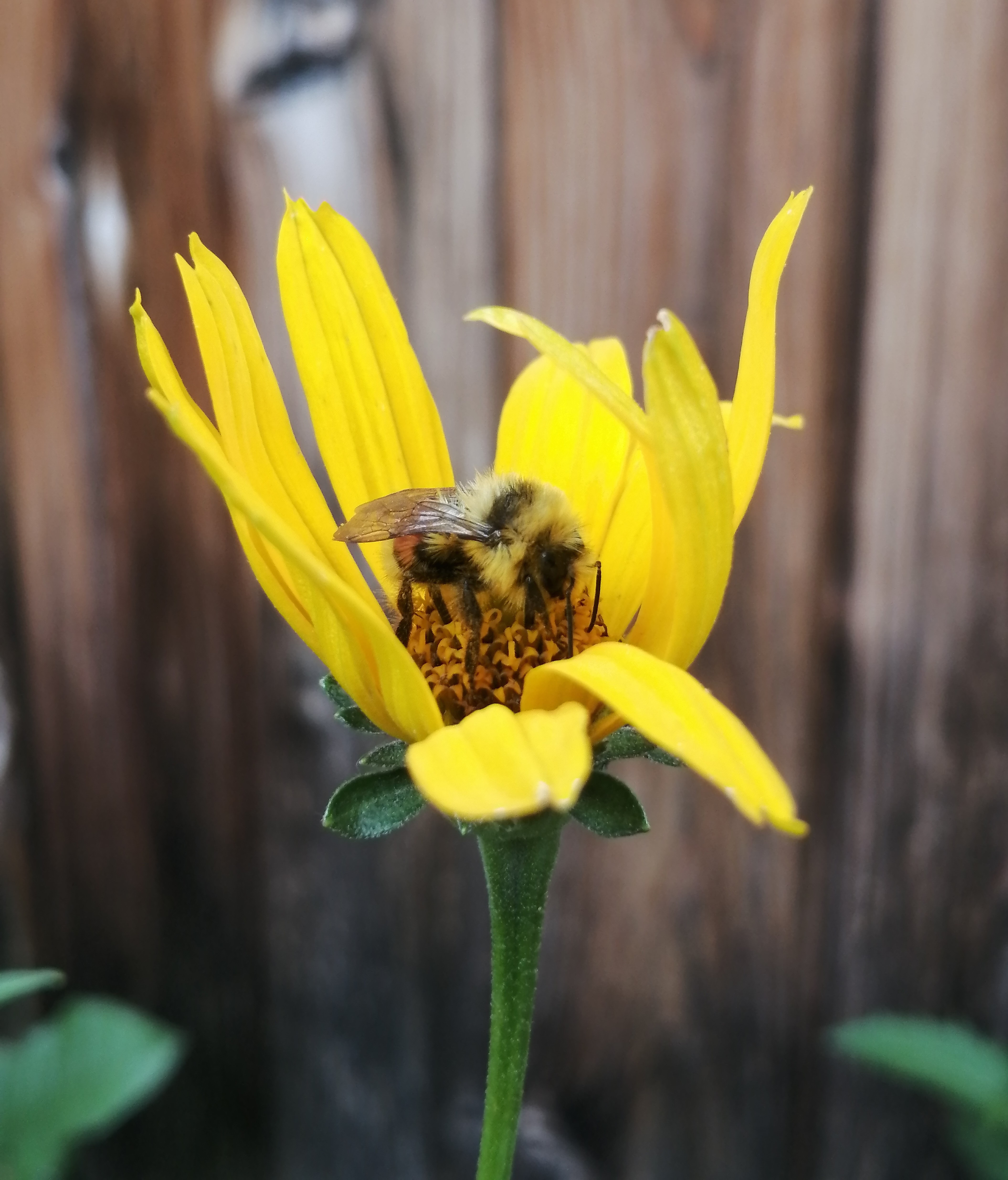 bee and yellow flower